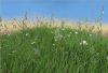 3D - моделирование сложных природных форм (3DMAX, MAYA, CINEMA4D)